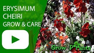 Erysimum cheiri  grow amp care Wallflowers plant [upl. by Tarazi]