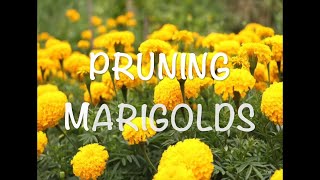 Pruning or Deadheading Marigolds [upl. by Nyrrek]