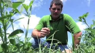 Boosting Alfalfa Yield with Teffgrass [upl. by Enitsirc]