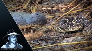 Alligator Eats Rattlesnake 01 Footage [upl. by Aretahs92]