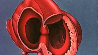 Heart embryology video [upl. by Adirehs993]