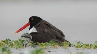 oystercatcher1 [upl. by Saxet]