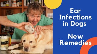 Dog Ear Infection Treated With Natural Remedies [upl. by Gnay]