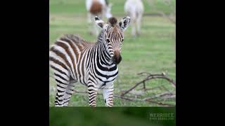 Werribee Open Range Zoo welcomes a new baby Zebra [upl. by Atineb910]