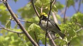 Singing male Blackthroated Green Warbler [upl. by Aihsot]