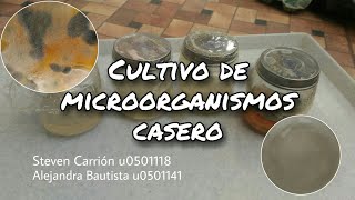 Cultivo de microorganismos casero [upl. by Ettedanreb]