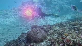 Scuba Diving  Oman  Daymaniyat Islands [upl. by Kass]