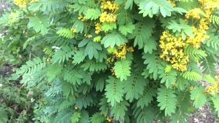 Wild Senna Plant Profile [upl. by Fosdick]