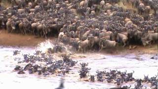 AMAZING FOOTAGE OF WILDEBEEST CROSSING THE MARA RIVER [upl. by Anairb]