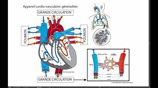 Généralités sur lappareil cardiovasculaire [upl. by Rather]