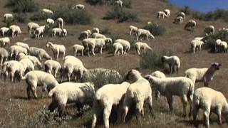 Why Olde English Southdown Babydoll Are The Best Sheep [upl. by Merl619]