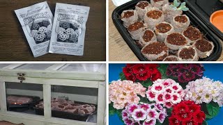 Planting GLOXINIA Seeds  Sinningia Seciosa  Stokes Seeds [upl. by Noral]