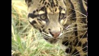 Clouded Leopard in Arunachal [upl. by Merridie941]