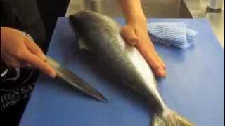 How to fillet Kingfish with Deba knife [upl. by April]