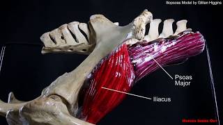 Horse Pelvic Muscles  The Iliopsoas group [upl. by Assirok]