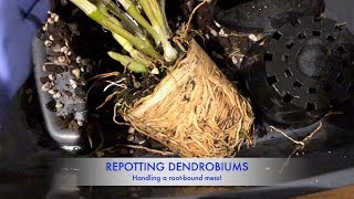 Repotting two Dendrobiums  Handling potbound roots [upl. by Russi]