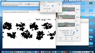 ImageJ Tutorial 2  Measure Canopy Width amp Area [upl. by Kylah]