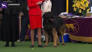 Leonbergers  Breed Judging 2020 [upl. by Junina]