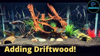 Adding Driftwood to Aquariums  New Aquascapes [upl. by Rodmur]