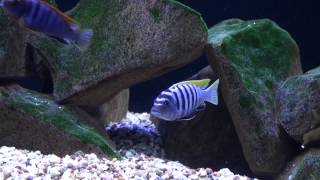 African Malawi Mbuna Cichlids Aquarium quotMalawi Lakequot [upl. by Ferguson108]