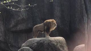 Epic Lion Roar at Lincoln Park Zoo [upl. by Solon]