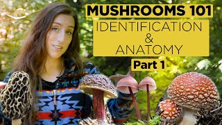 Mushrooms 101 Identification and Anatomy  Part 1 [upl. by Irtimid]