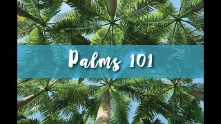 Palms 101 Part 1 [upl. by Landa]