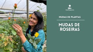 MUDAS DE PLANTAS Como fazer mudas de roseiras por estacas [upl. by Tallu]