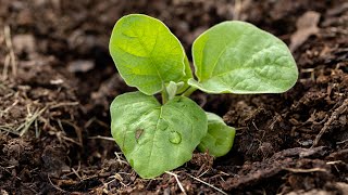 How to Plant Eggplant [upl. by Aryajay]