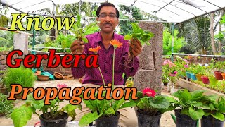 How to Propagate GERBERA Plants [upl. by Luht]