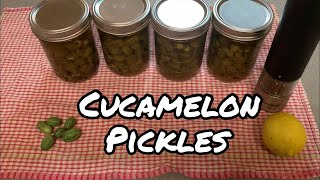 Making Lemon pepper Cucamelon Pickles [upl. by Gardal369]