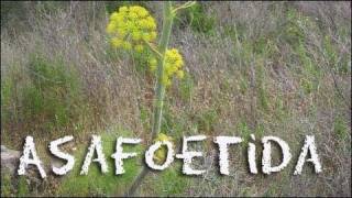 What is Asafoetida  Kale with Chili amp Asafoetida Recipe [upl. by Lati544]