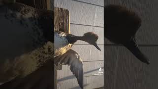 Flyinglanding Drake gadwall taxidermy duck [upl. by Etz]