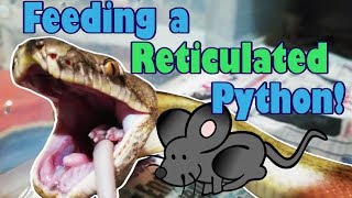 Feed My Pet Friday Reticulated Python [upl. by Louanna]