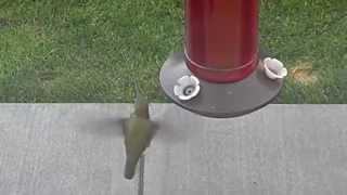 Hummingbird Nectar Recipe  Hummingbird drinking from a feeder WA State [upl. by Maloney490]