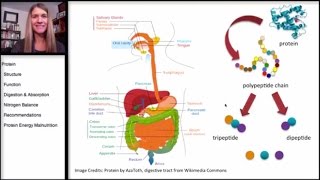 73 Protein Digestion and Absorption [upl. by Egiarc418]