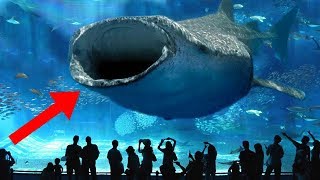 Exploring DUBAI AQUARIUM amp UNDERWATER ZOO [upl. by Aihsinat]