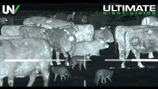 Thermal Predator Hunting  45 Coyotes Down with the IR Hunter MKIII [upl. by Savill]