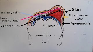 Caput Succedaneum V Cephalohematoma  a comprehensive explanation [upl. by Anidan]