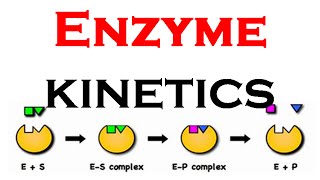 Enzyme kinetics animation [upl. by Senskell]