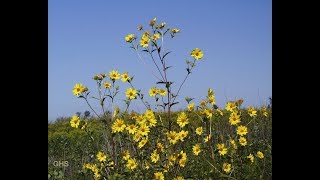 How to Grow Tall Sunflower From Seed Helianthus Giganteus [upl. by Becky]