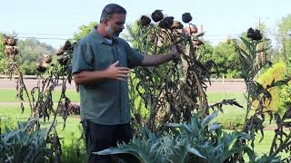 Cardoon Cynara cardunculus  Plant Identification [upl. by Ymaj]