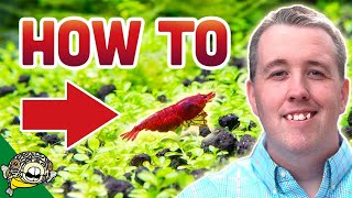 How To Breed Cherry Shrimp [upl. by Rovelli]