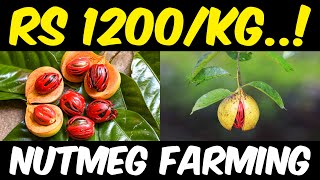 Nutmeg Farming  Nutmeg Cultivation [upl. by Oremor]