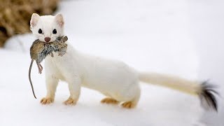 The Stoat  a fearless acrobat and rabbit hunter Interesting facts about Stoats [upl. by Anoj]