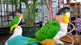 Caique parrot time [upl. by Olav]