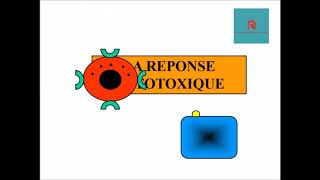 LA REPONSE CYTOTOXIQUE [upl. by Ahsiliw815]