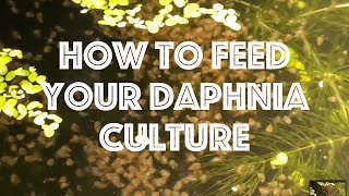 How To Feed Your Daphnia Culture [upl. by Anilegna579]