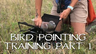 Pointing Birds Upland Bird Dog Training  Part 1 [upl. by Korb]