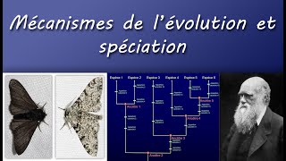 Cours TS  Mécanismes de lévolution et spéciation [upl. by Knoll174]